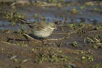 Water Pipit   