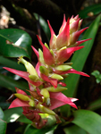 Werauhia ororiensis    Werauhia ororiensis