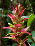      Werauhia ororiensis