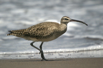 Whimbrel    Numenius phaeopus