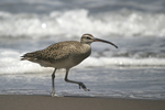 Whimbrel    Numenius phaeopus