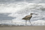 Whimbrel    Numenius phaeopus