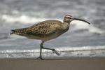 Whimbrel    Numenius phaeopus