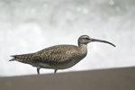 Whimbrel    Numenius phaeopus