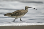 Whimbrel    Numenius phaeopus