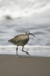 Whimbrel    Numenius phaeopus