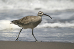 Whimbrel    Numenius phaeopus