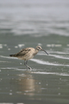 Whimbrel    Numenius phaeopus