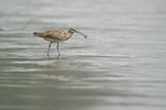 Whimbrel    Numenius phaeopus