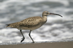 Whimbrel    Numenius phaeopus