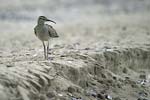 Whimbrel   Numenius phaeopus