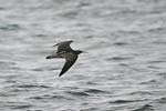 Whimbrel   Numenius phaeopus