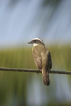 White-ringed Flycatcher    Conopias albovittatus