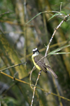 White-ringed Flycatcher    Conopias albovittatus