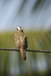 White-ringed Flycatcher    Conopias albovittatus