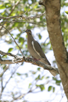 White-winged Dove    Zenaida asiatica