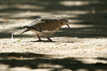 White-winged Dove    Zenaida asiatica