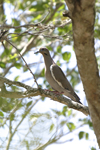 White-winged Dove    Zenaida asiatica