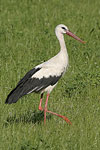 White Stork   Ciconia ciconia