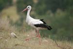 White Stork   Ciconia ciconia