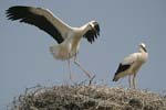 White Stork   Ciconia ciconia