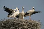 White Stork   Ciconia ciconia