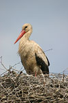 White Stork   Ciconia ciconia