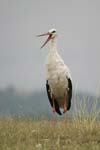 White Stork   