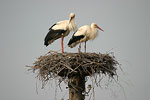 White Stork   Ciconia ciconia