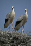 White Stork   Ciconia ciconia