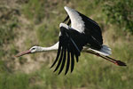 White Stork   Ciconia ciconia