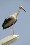 White Stork   Ciconia ciconia