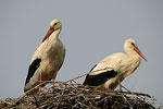 White Stork   Ciconia ciconia