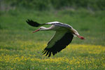 White Stork   Ciconia ciconia