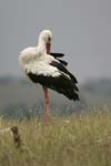 White Stork   