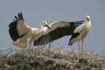 White Stork   Ciconia ciconia