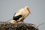 White Stork   Ciconia ciconia