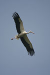 White Stork   Ciconia ciconia