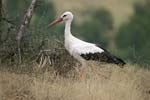 White Stork   Ciconia ciconia