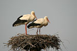 White Stork   Ciconia ciconia