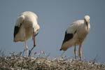 White Stork   Ciconia ciconia