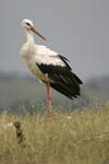 White Stork   Ciconia ciconia