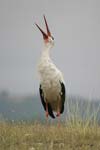 White Stork   