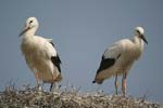 White Stork   Ciconia ciconia