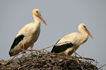 White Stork   Ciconia ciconia