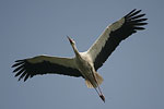 White Stork   Ciconia ciconia