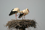 White Stork   