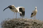 White Stork   