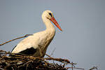 White Stork   Ciconia ciconia