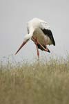 White Stork   Ciconia ciconia